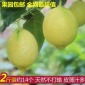 現(xiàn)摘16年**安岳黃檸檬 2斤裝小果包郵 皮薄汁多水果一件代發(fā)