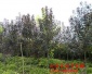 供應王族海棠 王族海棠價格 王族海棠工程苗 開原王族海棠 紫葉