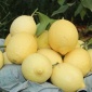 批發(fā)現(xiàn)摘 安岳黃檸檬5斤裝中大果約15-23個(gè) **水果批發(fā)包郵