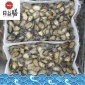 海鮮活凍純鮑魚肉 鮑魚仔 黃金鮑魚 **鮑魚 批發(fā) 御和貿(mào)易