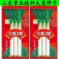 廠家批發(fā)山東**章丘鐵桿大蔥種子四季蔥種子抗病耐寒生長快包郵