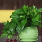 室內(nèi)吸甲醛青葉綠蘿吊蘭植物花卉客廳小型盆栽綠蘿 凈化空氣